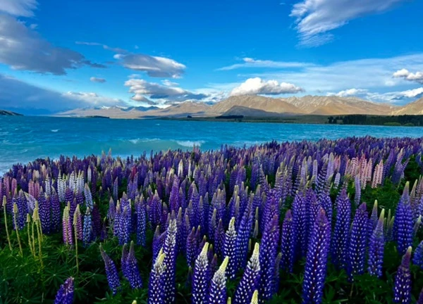 Ngắm hoa lupin khoe sắc bên hồ Tekapo, New Zealand