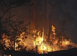 Australia: Cháy rừng vượt kiểm soát đang hoành hành ở bang Victoria