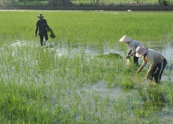 Cà Mau: Khởi tố nguyên Phó trưởng phòng NN-PTNT về hành vi tham ô