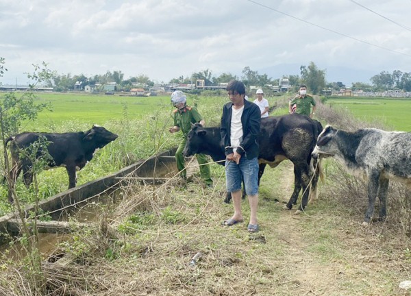 Thuê xe tải từ Đà Nẵng vào Quảng Nam để trộm bò