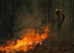 Chile gia hạn tình trạng khẩn cấp do cháy rừng