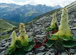 Xem loài thực vật ấn tượng nhất dãy Himalaya