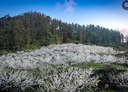 Mê mẩn với hoa mận nở trắng trời trên mảnh đất cao nguyên trắng