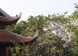 Ngắm hoa ban trắng tinh khôi giữa trời Tây Bắc