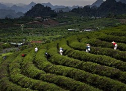 Ngắm sắc hoa rực rỡ khi mùa Xuân về trên cao nguyên Mộc Châu