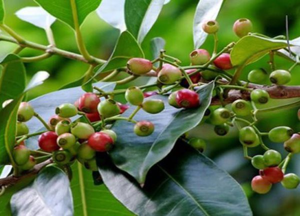 Uống nước vối có tác dụng gì với sức khỏe?