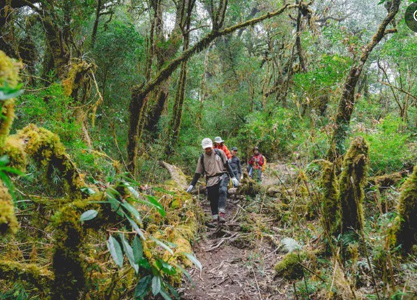 Trekking rừng rêu đẹp ma mị như trong phim Avatar