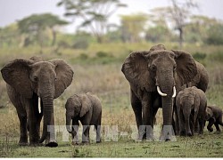 Vườn quốc gia Serengeti của Tanzania tiếp tục là điểm đến du lịch hàng đầu châu Phi