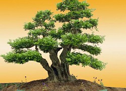 Nghệ thuật Bonsai trong dịp Tết - Kết nối với tinh hoa thiên nhiên