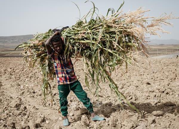 Quốc tế kêu gọi hỗ trợ khẩn cấp ngăn chặn khủng hoảng đói tại Ethiopia