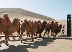 Khu du lịch Trung Quốc lắp đèn giao thông cho lạc đà trên sa mạc