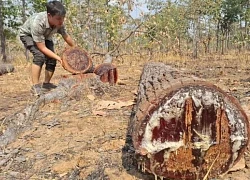 Rừng biên giới Ia Mơr bị xâm phạm nghiêm trọng