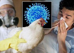 Triệu chứng nhiễm cúm A/H5N1 và các giai đoạn tiến triển của bệnh