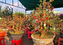 Bonsai dâu tằm dáng 'siêu độc', bán giá hàng chục triệu đồng/cây