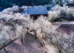 Lào Cai: Lên cao nguyên Bắc Hà ngắm mùa hoa mận trắng tinh khôi