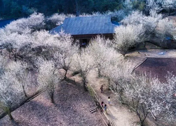 Lào Cai: Lên cao nguyên Bắc Hà ngắm mùa hoa mận trắng tinh khôi