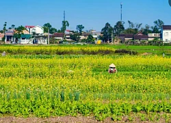 Mùa hoa cải vàng rực ở ngôi làng bình yên xứ Huế