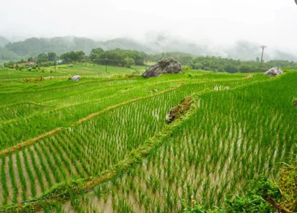 Ngắm mùa lúa xanh ở Pù Luông