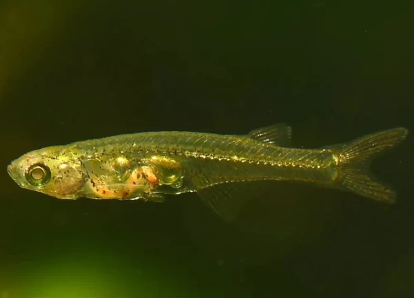 Độc lạ châu Á: Loài cá chỉ dài 1,2cm nhưng "hét" ra âm thanh lớn hơn tiếng máy bay cất cánh