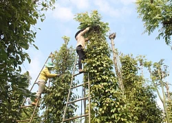 Hàng trăm người gặp nạn trong lúc hái tiêu