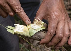 Khánh Vĩnh: Keo chết nhiều do sâu bệnh gây hại