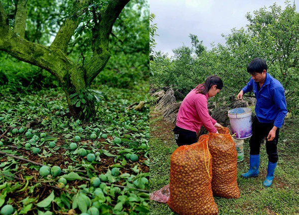 Khung cảnh nhói lòng ở vườn mận Mộc Châu bị mưa đá vùi dập