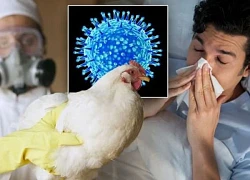 Mối liên quan giữa chim hoang dã và cúm gia cầm H5N1