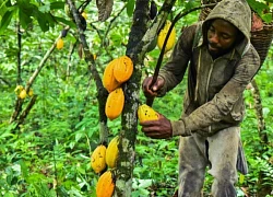 Nghịch lý giá cacao đắt hơn giá đồng nhưng người nông dân vẫn phải nhận trái đắng