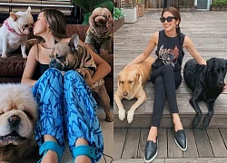 Cún cưng đáng yêu của 'nàng dâu hào môn' và fashionista lừng danh showbiz Việt