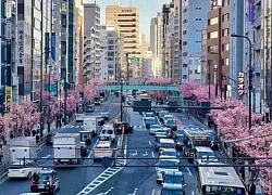 Ngắm anh đào khoe sắc ở Tokyo và Kyoto