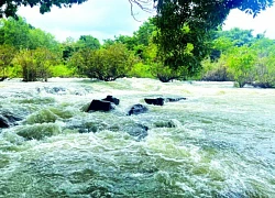 Về rừng nghe đất thở