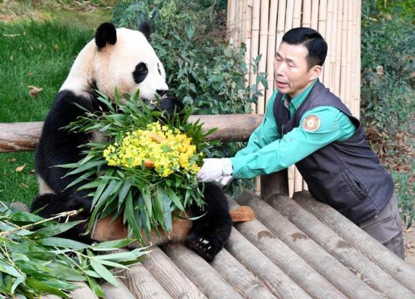 Hàng nghìn người Hàn Quốc xếp hàng từ 3h sáng tiễn gấu trúc Fubao về Trung Quốc