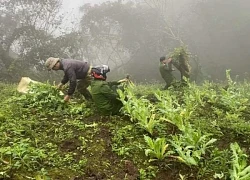 Phát hiện hơn 500 cây thuốc phiện 'vô chủ' mọc giữa rừng sâu