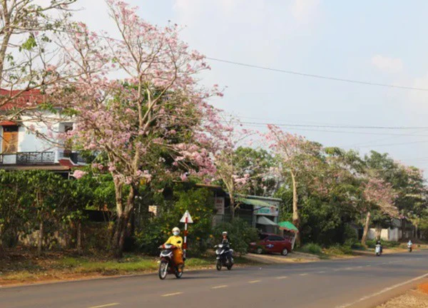 Đắm say cùng hồng phấn