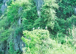 Khám phá đầm Vân Long nơi quay bộ phim nổi tiếng "Kong: Skull Island" ở Ninh Bình