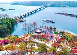 Mùa hoa mộc miên