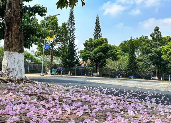 Ngắm kèn hồng nở rộ trên cao nguyên