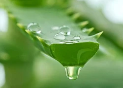 Nha đam có tác dụng gì với da mặt?