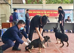 Hà Nội: Không chủ quan với 'nguy cơ chết người' từ bệnh Dại