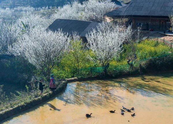 Hoa mận "trắng trời" Tả Van Chư