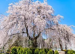 Gợi ý 4 điểm ngắm hoa anh đào tại tỉnh Iwate, Nhật Bản