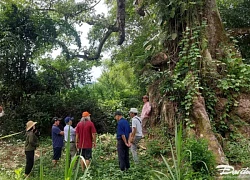 Tháng ba, hoa gạo nhuộm vàng sắc cam