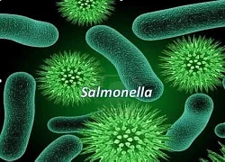 Cách nào để phòng tránh vi khuẩn Salmonella gây ngộ độc thực phẩm?