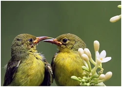 Tháng 2 Âm lịch: 4 con giáp đào hoa nở rộ, đón vận may trong tình duyên, hạnh phúc viên mãn