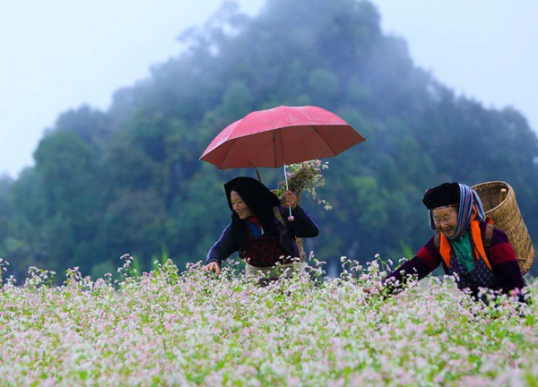 Ngắm một Cao nguyên đá đẹp rực rỡ mùa hoa tam giác mạch