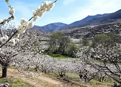 Những địa điểm dễ dàng ngắm hoa anh đào