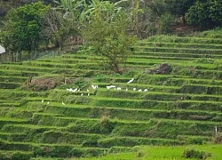 Ruộng bậc thang xanh mướt ở huyện biên cương Thanh Hóa