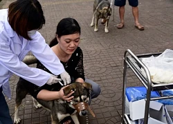 Phòng ngừa bệnh dại trong mùa nắng nóng