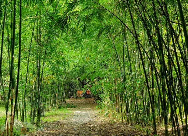 Thăm bảo tàng tre lớn nhất Đông Nam Á ở Bình Dương