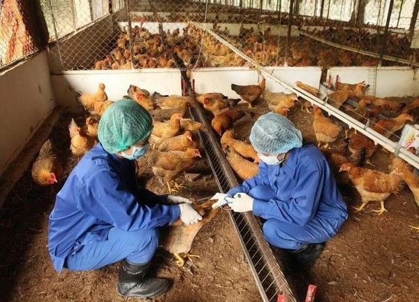 Nam sinh viên tử vong vì cúm A/H5N1 có đi bẫy chim hoang dã